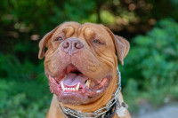 Gros plan sur le visage d'un chien Mastiff