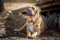Un chien Tosa Inu allongé au sol