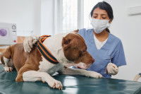 Une vétérinaire examinant un chien Pitbull terrier allongé sur la table d'auscultation