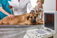 Un chien Mastiff allongé sur une table d'auscultation dans le cabinet d'un vétérinaire