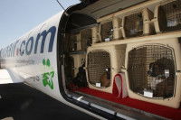 Plusieurs cages contenant des chiens dans la soute d'un avion