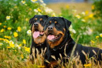 Deux chiens Rottweiler couchés dans un champ d'herbes hautes et de fleurs