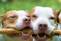 Deux chiens mordant un bâton en bois