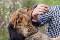 Un chien Berger Allemand mordant le bras d'une personne