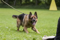 Un chien Berger Allemand tenu en laisse, montrant les crocs et sur le point d'attaquer une personne