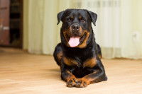 Un chien Rottweiler allongé au sol