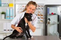Une vétérinaire réalisant une évaluation comportementale d'un jeune chien American Staffordshire