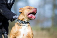 Un Pitbull agressif que son propriétaire retient par le cou