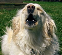 Les problèmes de voisinage provoqués par un animal