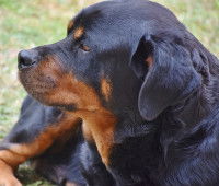 Le cas particulier des chiens dits dangereux