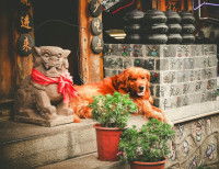 Un chien allongé sur les marches d'un temple en Chine