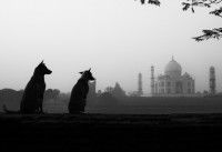 Deux chiens regardant leTaj Mahal au loin