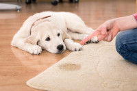 Une personne grondant un chien qui a uriné sur un tapis