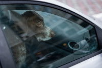 Un chien enfermé dans une voiture