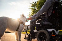 Une personne en fauteuil roulant promenant son chien en laisse