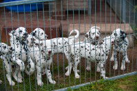 Un élevage de Dalmatiens