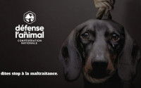 Affiche d'une campagne contre la cruauté animale montrant un chien avec une corde de pendu autour du cou