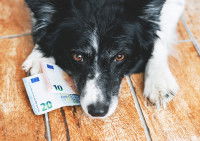 Chien avec la tête couchée sur des billets d'euro