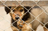 Chiot avec la patte appuyée sur le grillage