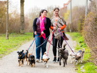 Deux femmes promenant cinq chiens sur un sentier rural