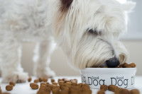 Chien qui mange et a renversé des croquettes