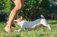 Un Jack Russell attaque les jambes d'une femme