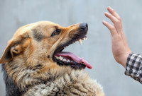 Un homme tente de calmer un chien agressif
