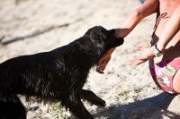 Un chien noir mord le bras d'une femme sur la plage