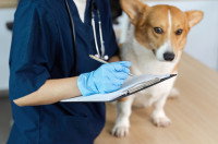 Une vétérinaire examine un chien Corgy