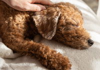 Un chien Caniche dort sur le canapé