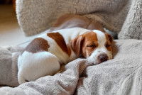 Un chiot dort dans son panier