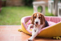 Un chien Beagle dans un panier sur une terrasse