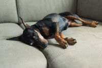 Un petit chien noir et feu dort sur le canapé