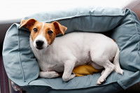 Un Jack Russell dans son panier bleu