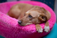 Un chien est allongé dans un panier rose