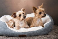 Deux petits chiens dans un panier gris
