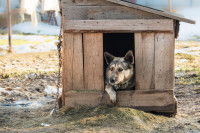 Un chien dans sa niche dans le jardin