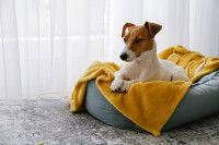 Un Jack Russell dans son un panier près d'une fenêtre