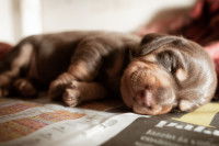 Le certificat de naissance du chien