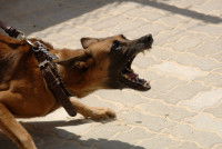 Les solutions pour vaincre la phobie des chiens