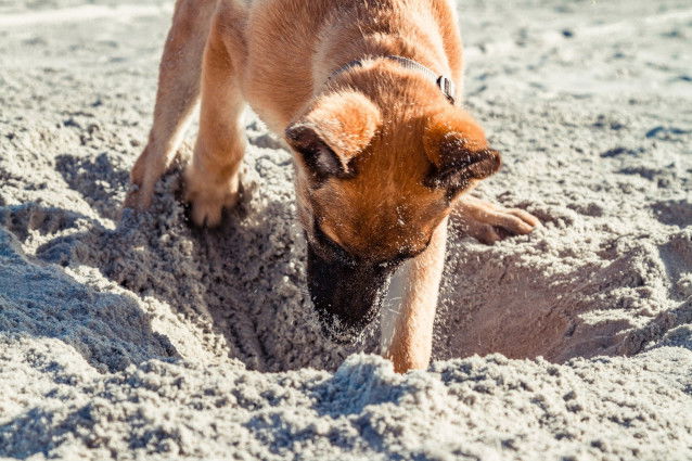 Chien en train de creuser dans le sable sur une plage