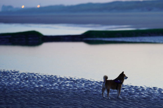 Chien sur une plage à la tombée de la nuit