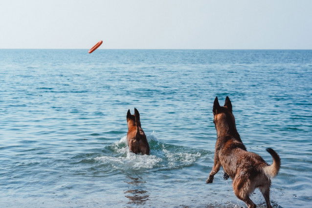 Deux chiens courent après un frisbee dans la mer