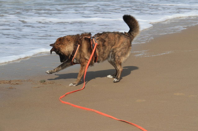 Chien tenu avec une longe au bord de l'eau sur une plage