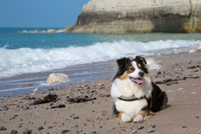 Les plages autorisées aux chiens dans la Somme (80)