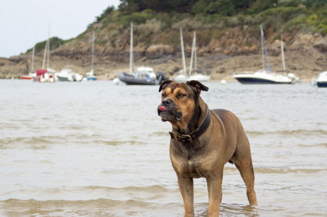 Les plages autorisées aux chiens en Seine-Maritime (76)