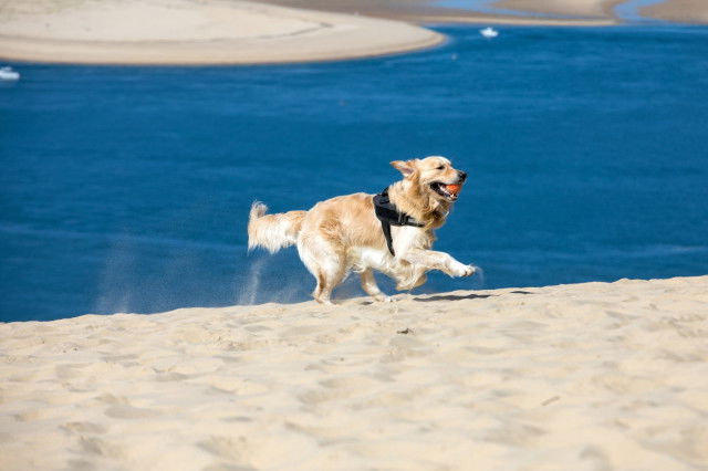 Les plages autorisées aux chiens dans le Morbihan (56)