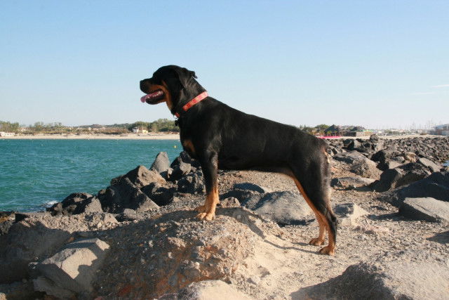 Les plages autorisées aux chiens dans les Landes (40)