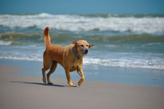 Les plages autorisées aux chiens dans les Pyrénées-Orientales (66)