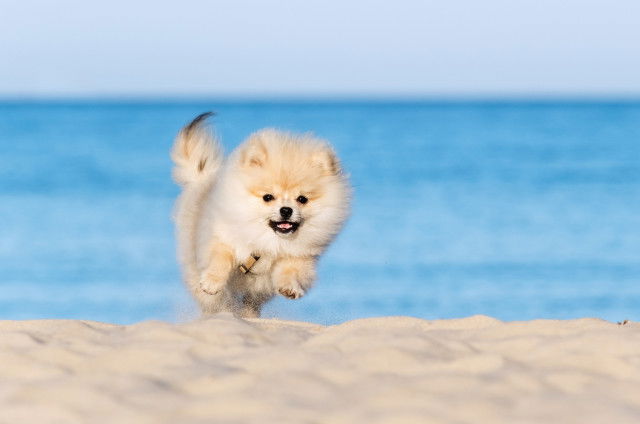 Les plages autorisées aux chiens en Vendée (85)